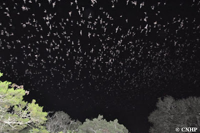 lots of bats