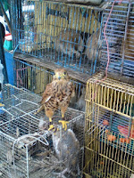 Alap-alap Sapi (Falco moluccensis)