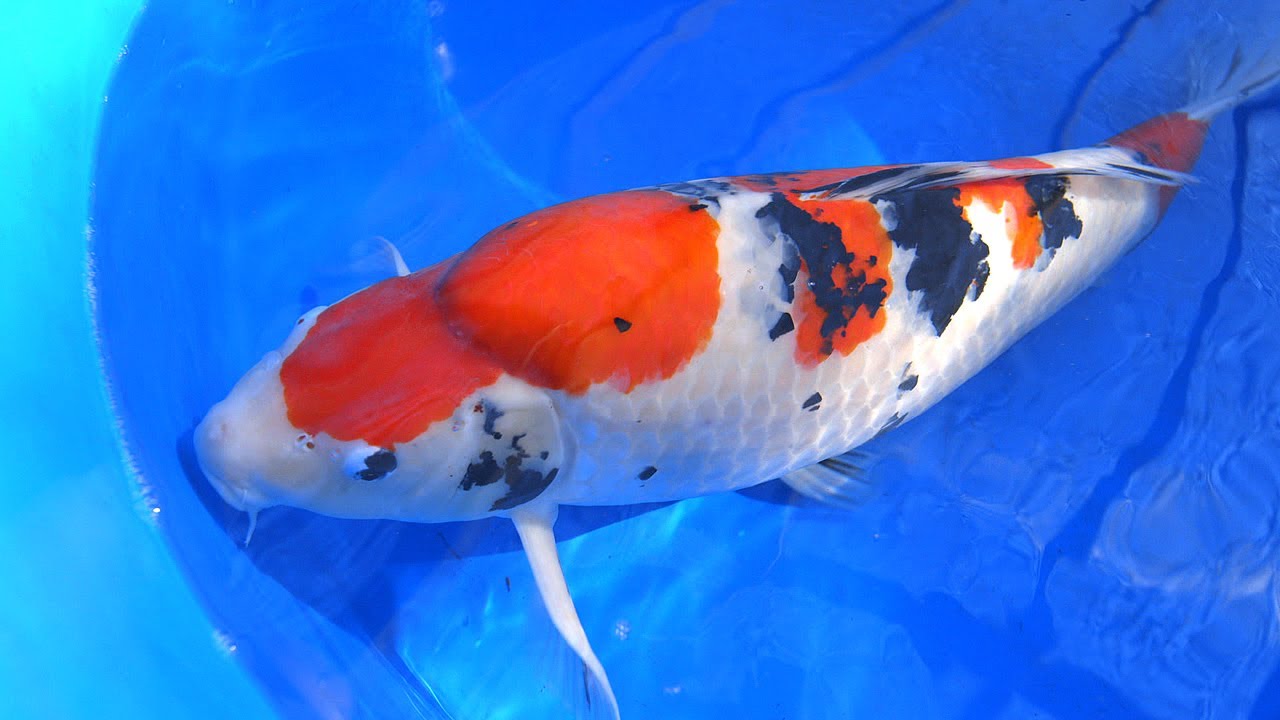 10 Ikan  Koi  Termahal di Dunia Harganya Bikin Geleng 