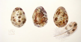 Great Eggspectations- watercolour painting of 3 quails eggs and a feather by Shevaun Doherty