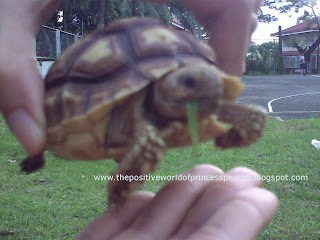 geochelone, sulcata,tortoise,cute pets, cute animals, funny pets, funny animals, turtle, cute turtles, sick sulcata, sick tortoise, sick turtle, Philippines, United States, United Kingdom, UK, US, Malaysia, South Korea, Japan, Russia, Germany, India