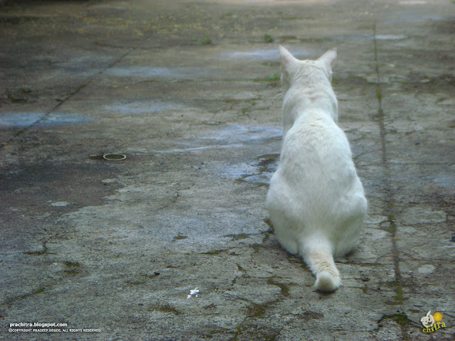 White tabby cat in the great grey concrete Jungle