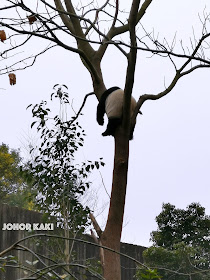 Panda in Sichuan @ Chengdu Research Base of Giant Panda Breeding 成都大熊猫繁育研究基地 🐼