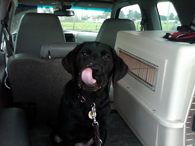 Dagan licking the dog food off his face