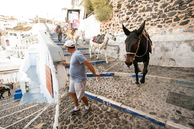 Asini sugli scaloni del Porto di Santorini