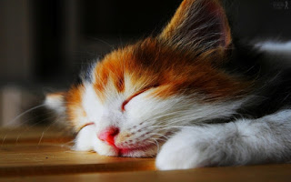 10 Gambar Kucing  Tidur  Yang Lucu Gambar Top 10