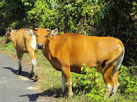 Hasil gambar untuk sapi BALI