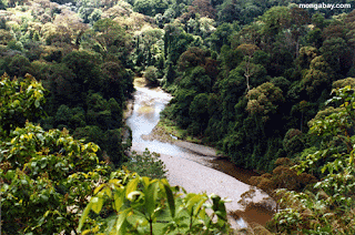 World Rainforest Day 2022