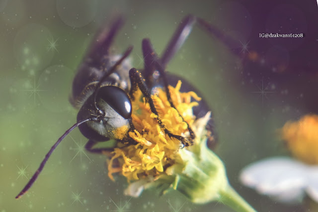 Top 10 Ten Images Macro Photography Part 7 | Wasp edition