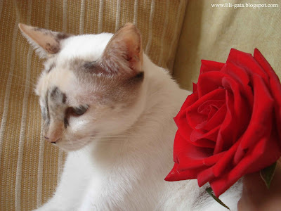 Gata Lili e a Rosa Vermelha