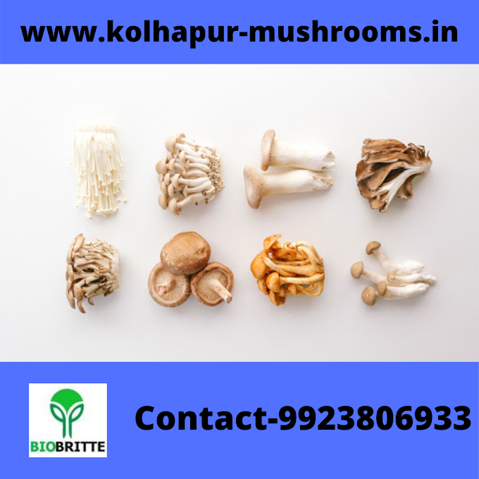 Oyster mushroom seeds price | Mushroom spawns | Mushroom cultivation 