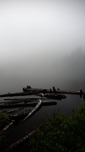 Morning, Lake, Fog, Bushes