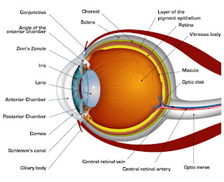 Eye Exercise Guide : Eyes Exercise Tips And Techniques To Cure Weak Eyesight And Eye Care