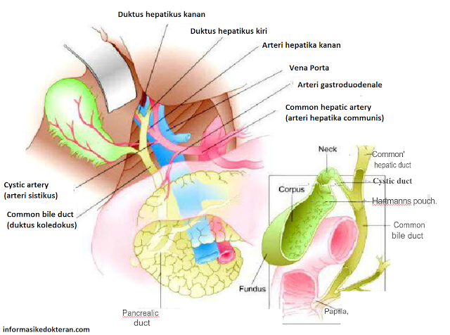 Gambaran anatomi kandung empedu, duktus hepatikus kanan kiri, arteri hepatika kanan, vena porta, arteri gastroduodenale, arteri hepatika komunis, common hepatic artery, corpus, fundus , common bile duct, Hartmanns;s pouch ,kantong. arteri sistikus, cystic artery, pancreatic duct, duktus pankreatikus, papilla, duktus sistikus, common hepatic duct