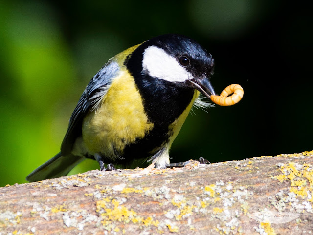 Macho de carbonero con su merienda