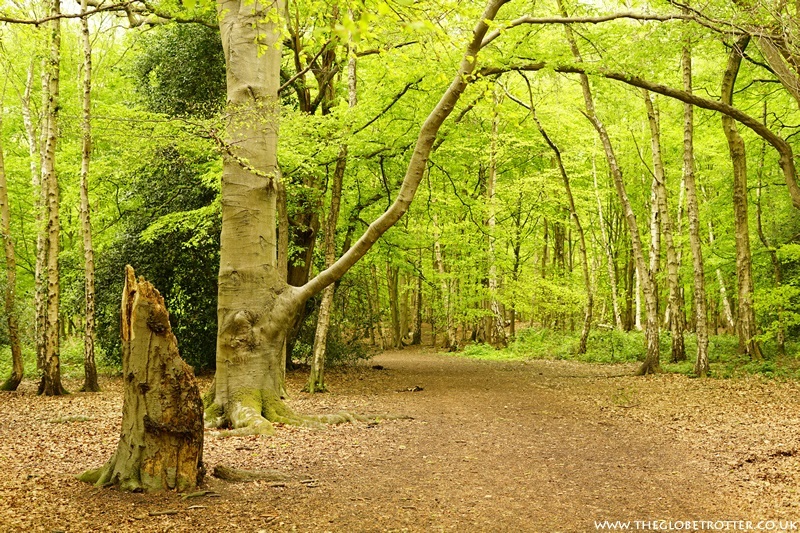 Oak Wood in Trent Country Park