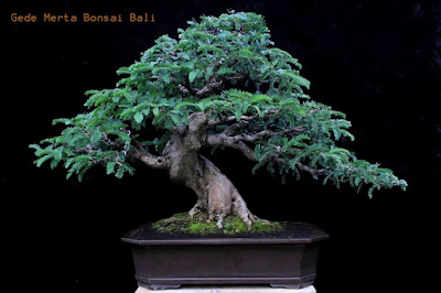 Gambar Bonsai Pohon Asam/Asem