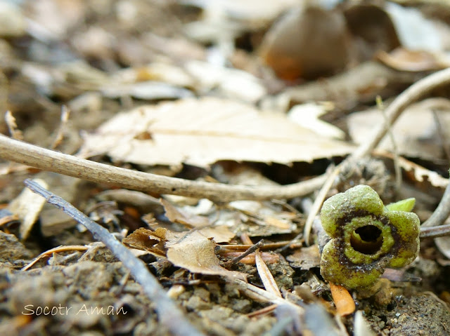 Asarum nipponicum