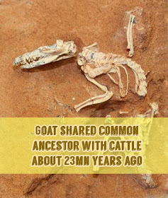 Goat shared common ancestor with cattle about 23mn years ago