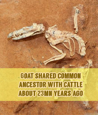 Goat shared common ancestor with cattle about 23mn years ago