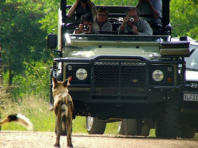 kruger south africa