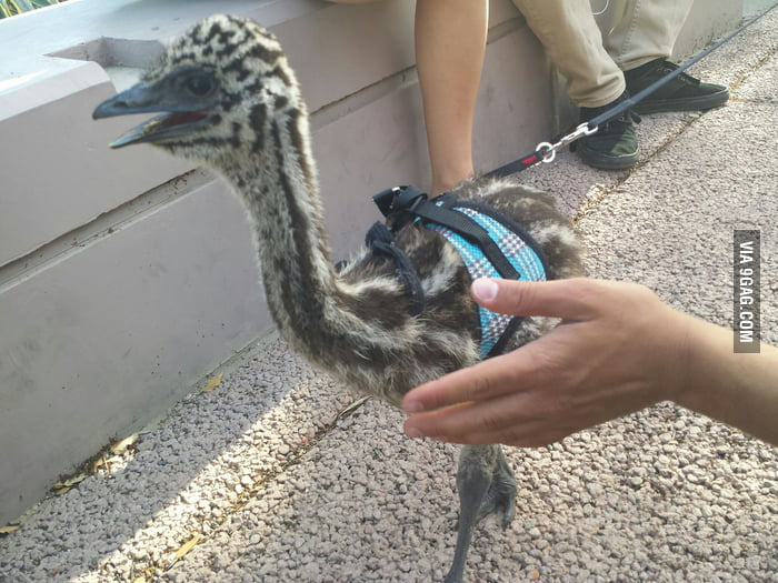 Owner walking Pet Emu