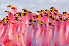 Flock of flamingos at Lake Nakuru, flamingo photos, flamingo pictures, flamingoes pics