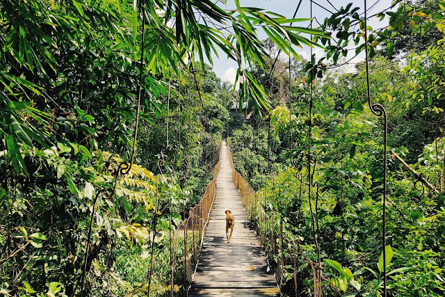 Tangkahan Langkat