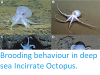 http://sciencythoughts.blogspot.co.uk/2016/12/brooding-behaviour-in-deep-sea.html