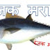 टूना मासा काय आहे ? ,tuna fish in marathi.