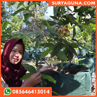 planter bag 50 liter dari surya guna 085646415014