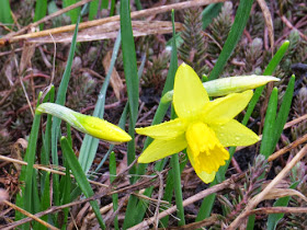 Jetfire miniature daffodils