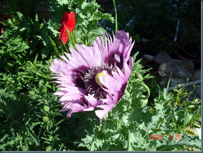 pavots1001
