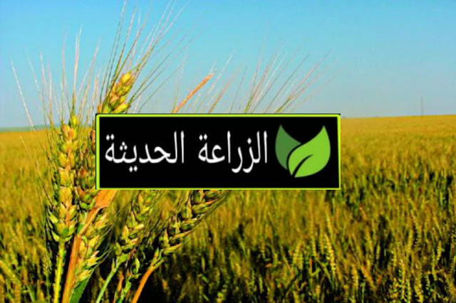 السادة المزارعين المقبلين علي زراعة محصول القمح في مصر