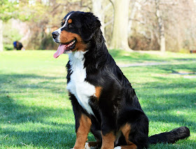 Great And Beautiful Dogs HD Wallpaper