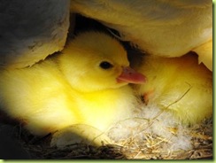Baby duck 1 for web
