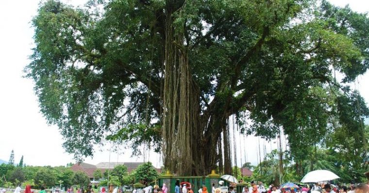 9 Khasiat Akar dan Daun  Beringin Yang Perlu Anda Tahu 