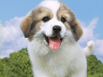 Happy Dog Wallpaper | Free Dog