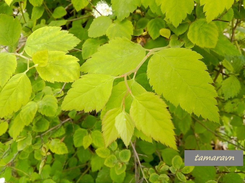 Спирея уссурийская / Таволга уссурийская (Spiraea ussuriensis)