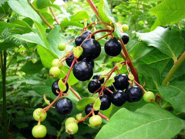 Vaccinium arctostaphylos