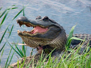 Funny Alligator