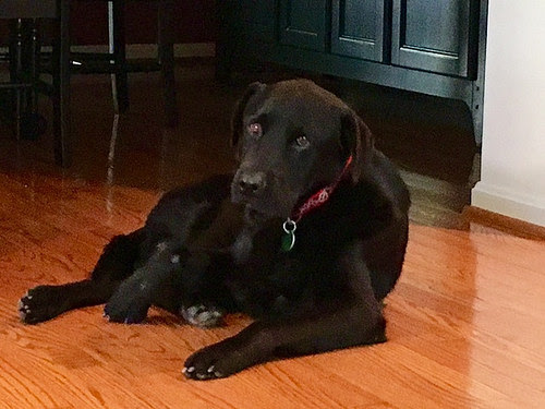 Black Labrador Retriever Adoption