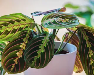 Tanaman Calathea untuk Mengurangi CO2