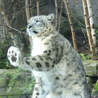 Once - Irbis - Léopard des neiges - Panthère des neiges - Panthera uncia