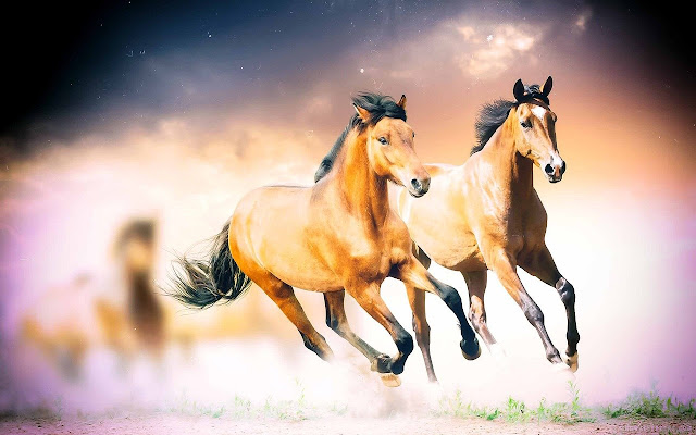 Running Horse HD Wallpaper For Mobile