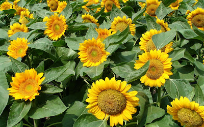 Beautiful Sunflower Widescreen Wallpaper 2