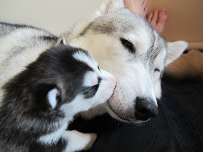 Husky puppies Seen On www.coolpicturegallery.us