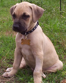 Blackmouth Cur Puppies