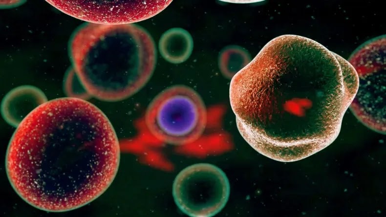 Usando células-tronco, cientistas conseguem criar modelo de embrião humano completo | Foto: GiovanniCancemi/Envato