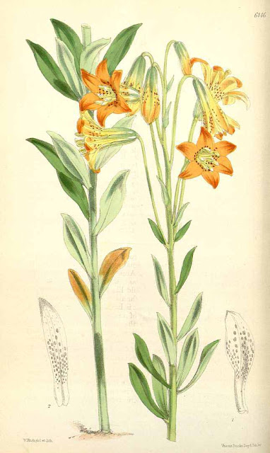 Лилия малая (Lilium parvum)